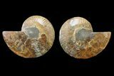 Bargain, Cut & Polished Ammonite Fossil - Madagascar #148041-1